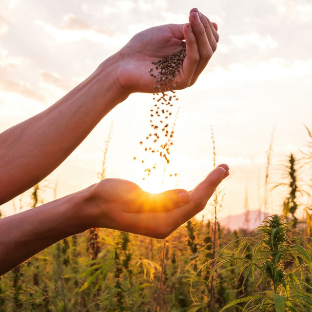 The Power of Seed-to-Skin Products