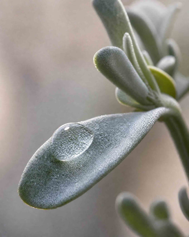Scent Spotlight: Saltbush · Sage · Musk